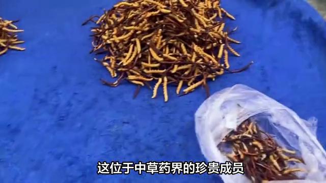 冬虫夏草有保质期吗保质期是多久,金虫草保质期过期了还能用吗