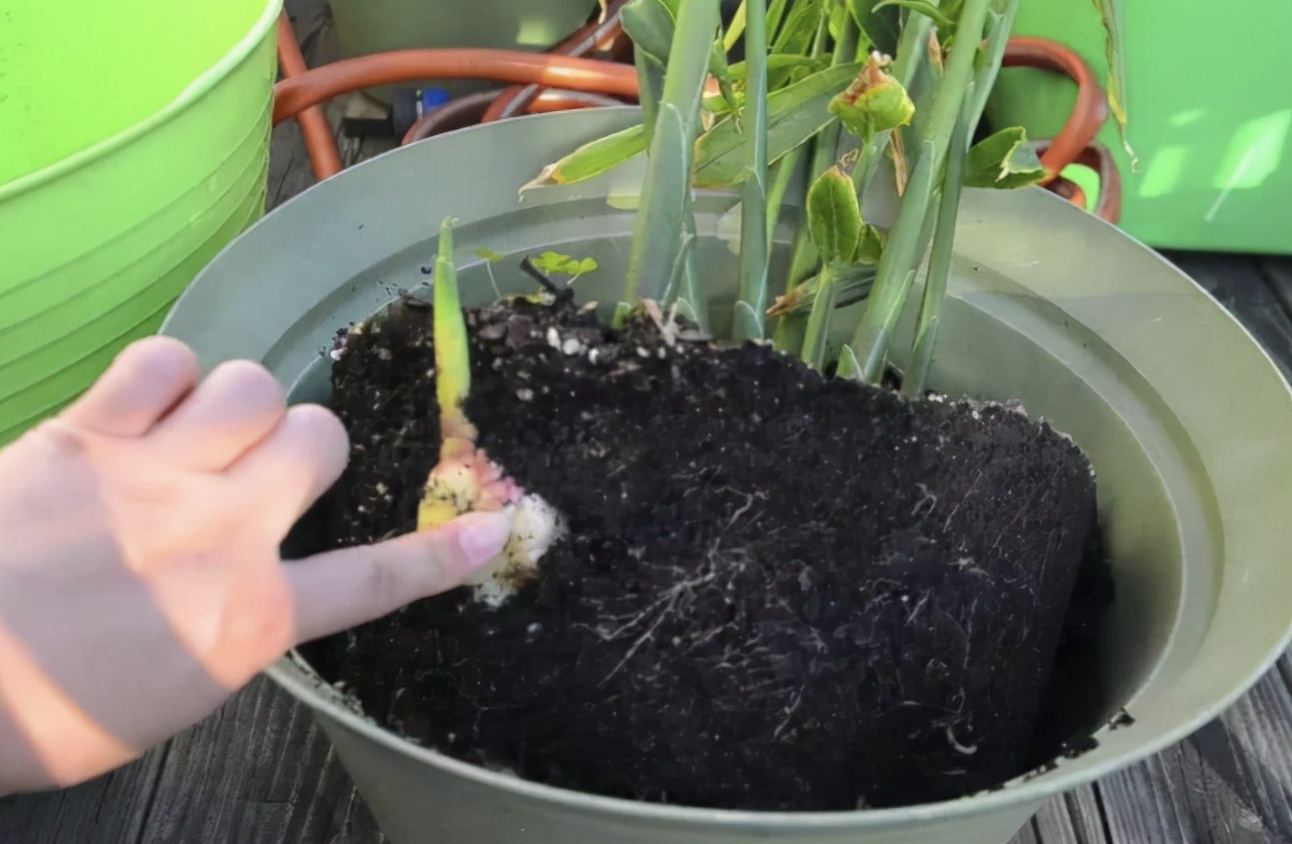 家庭盆栽生姜的种植方法,盆栽生姜种植时间和步骤