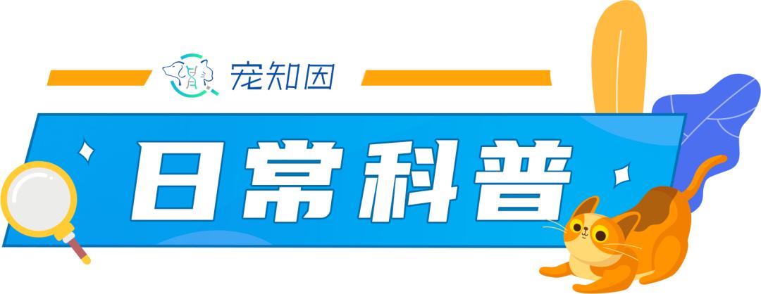 猫身上掉下来有白色颗粒是什么,猫身上白色的是什么