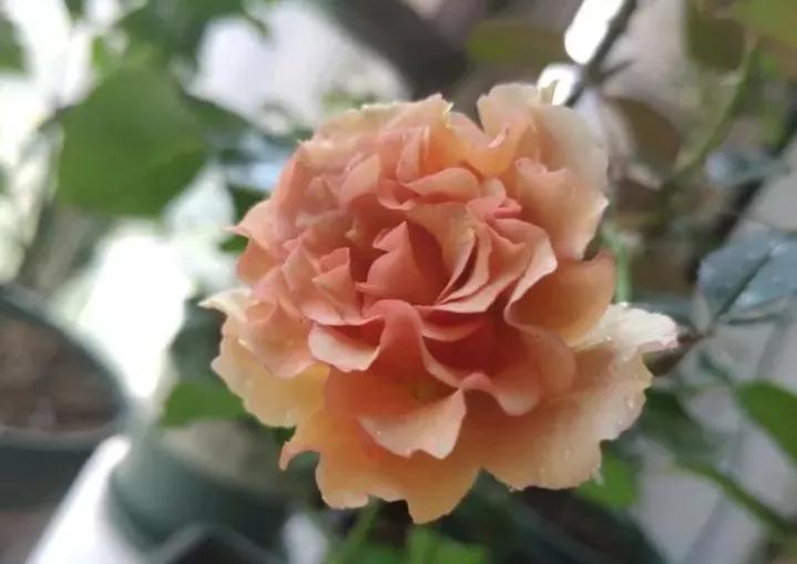 常见切花月季一览（45）