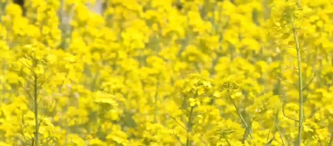 【城事】恰百花盛开品生活如蜜