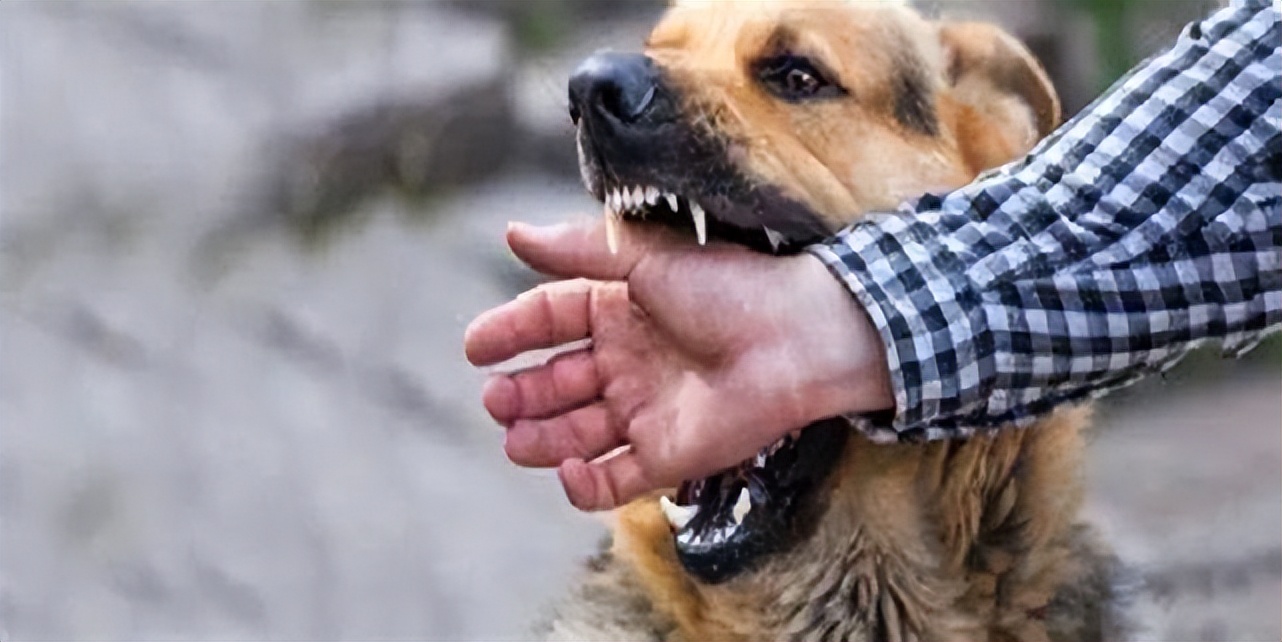 有狂犬病的狗狗状态是怎样的,患有狂犬病的狗狗是怎么样