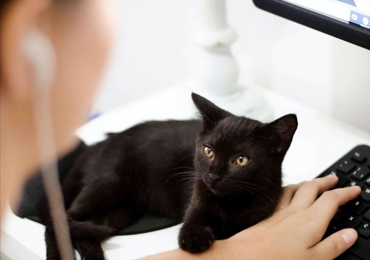 养猫新手想养黑猫要注意什么,养猫比较推荐养黑猫