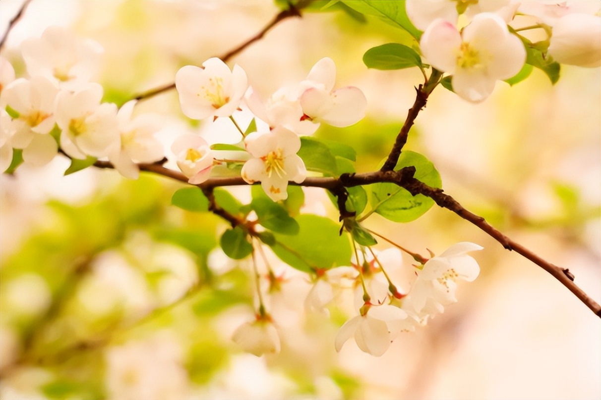 东南大学的短板在哪里,百年学府东南大学