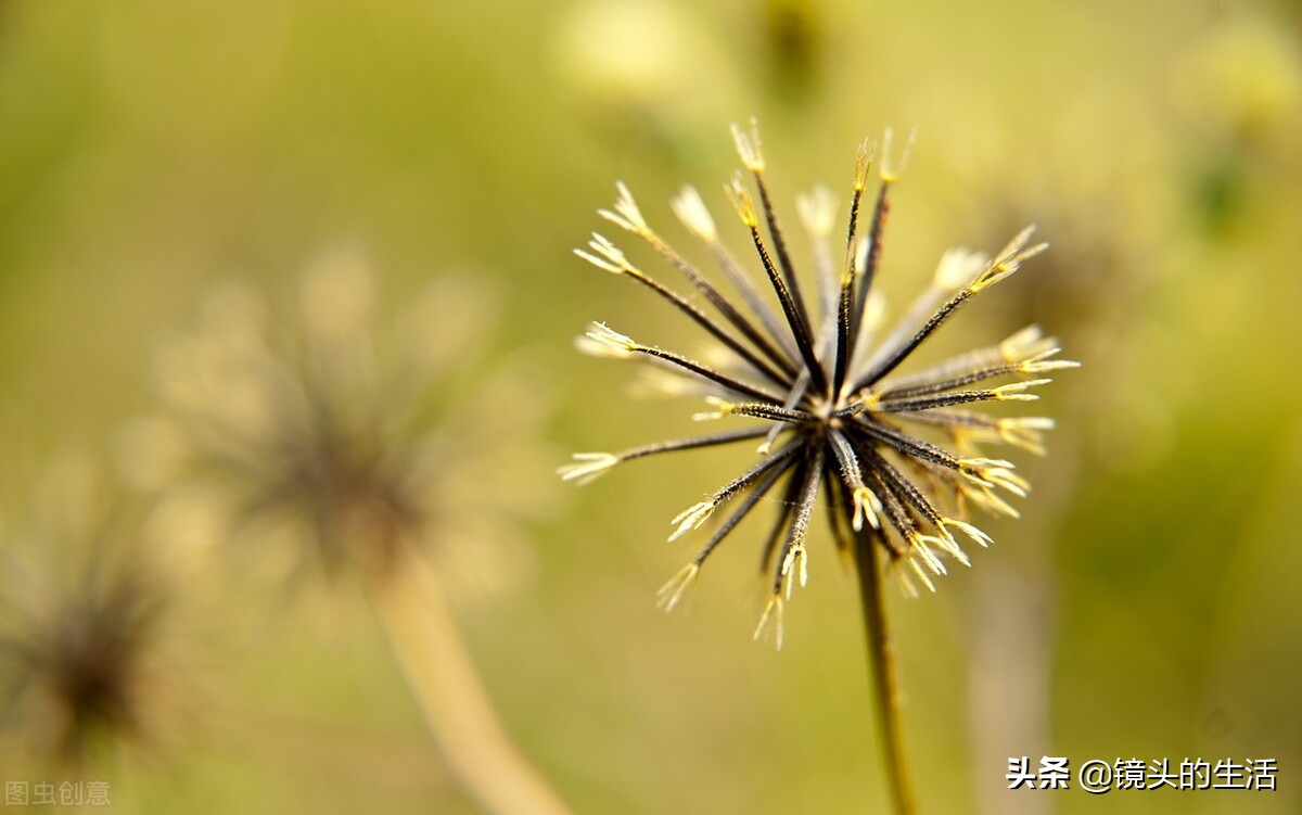 农村遍地都是宝农村的野菜挖不完,农村不要钱的野菜有哪些