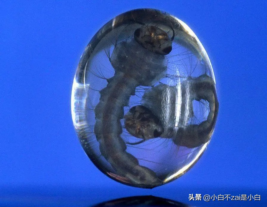 显微镜观察昆虫脸视频,昆虫在显微镜下的真正面目