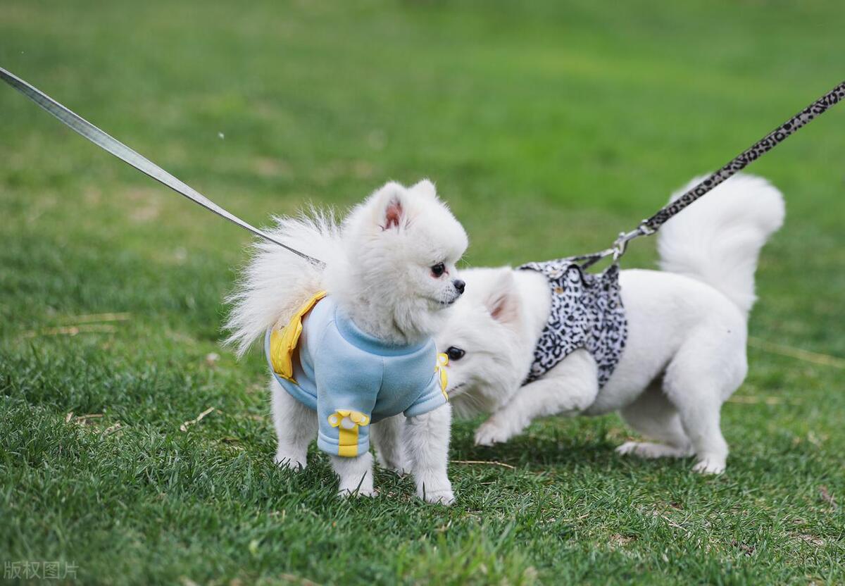 如何有效处理狗狗脱发问题？