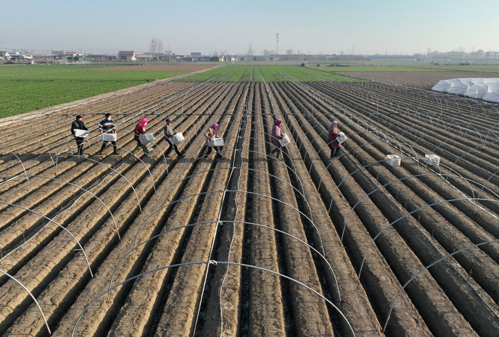 河北唐山生姜价格表,河北唐山冀东生姜之乡播种忙