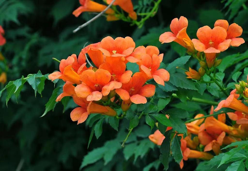 肝癌发烧最好草药,民间抗肝癌草药第一名