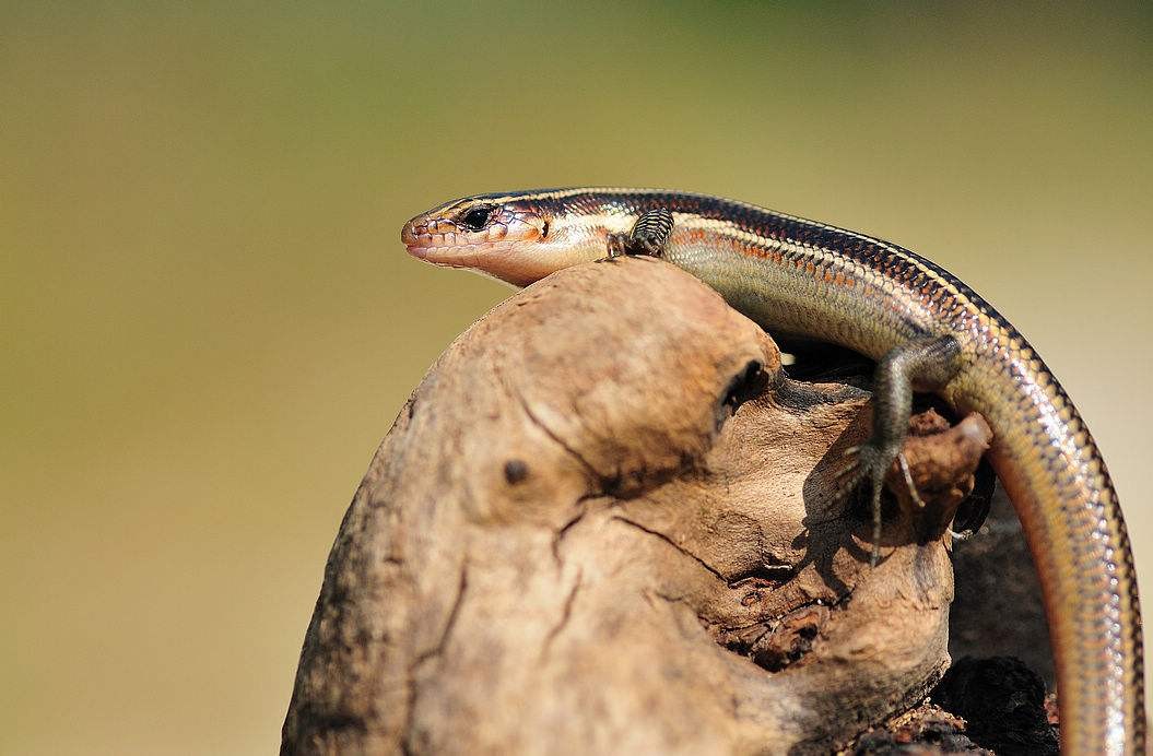狗婆蛇是保护动物吗,农村最常见的几种蛇火蛇
