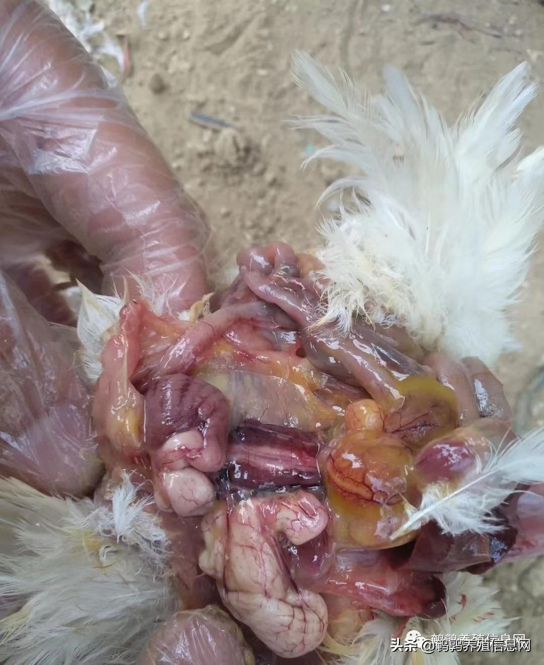 怎么预防鹌鹑被打湿,鹌鹑腹膜炎的图片