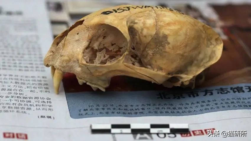 什么猫咪和英短合得来,猫咪长毛英短怎么区分公母