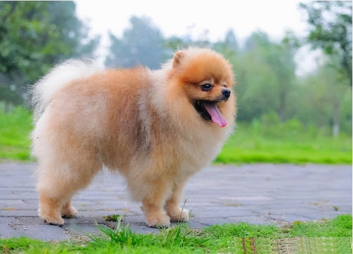 博美骨折,怎样避免博美骨折