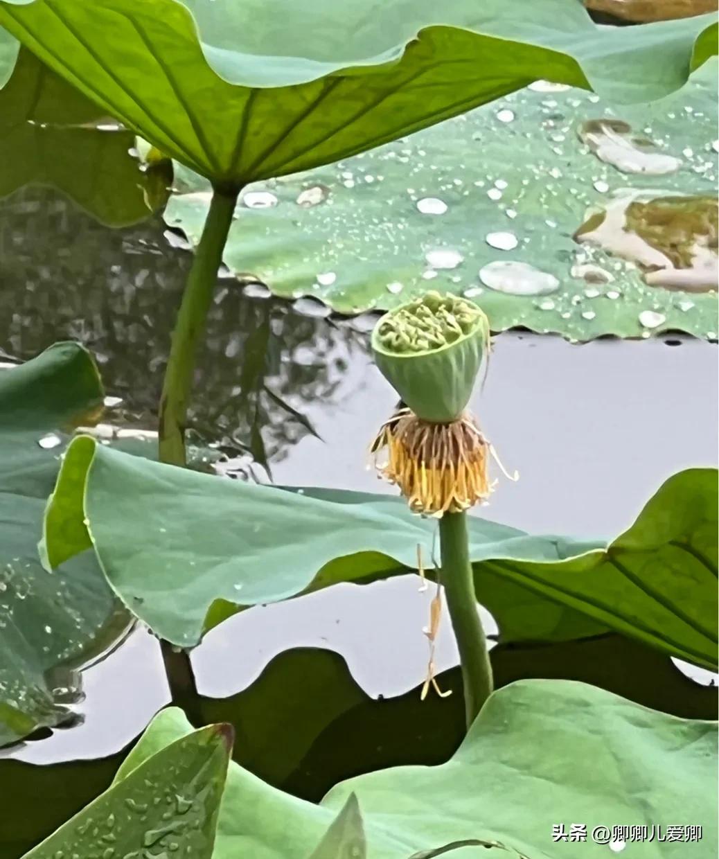 夏日荷花别样美,夏至赏荷映日荷花别样红