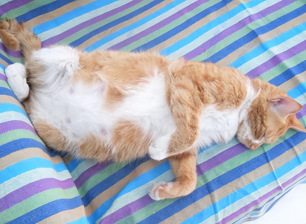 为什么不能强行分开猫咪,为什么猫咪配对时被打断