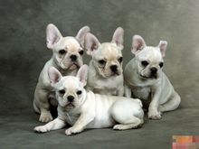 第一次养狗狗哪种狗狗适合新手养,几个月的狗狗适合新手养