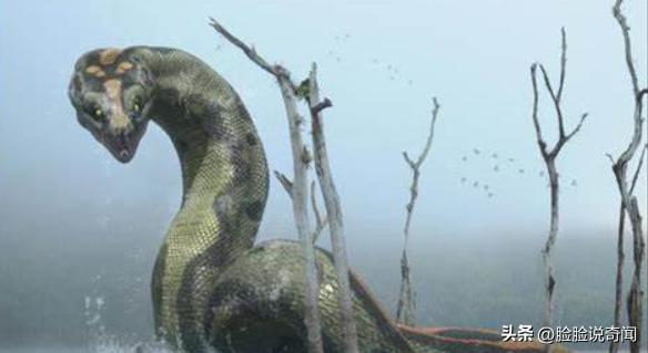 泰坦巨蟒和泰坦蟒是不是一个种类,泰坦蟒和其它的巨大蟒蛇