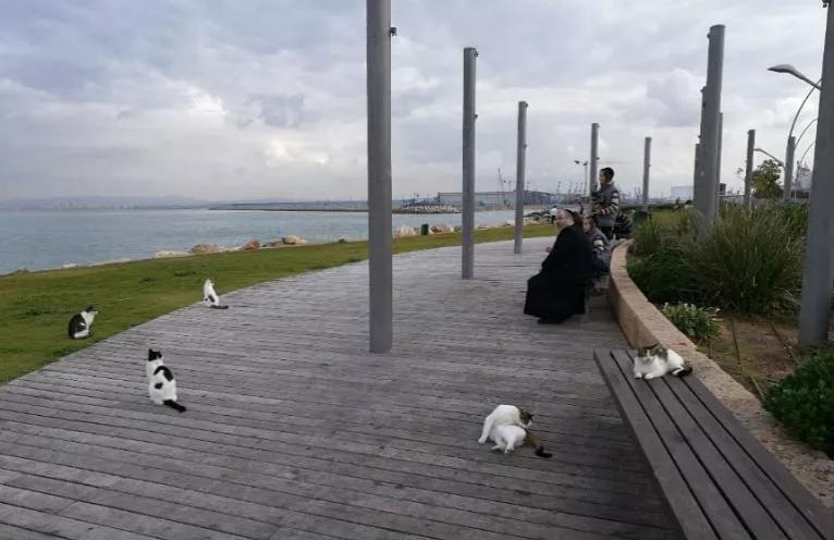 海法其地其人其事（下）|以色列的友好、诚信和循证诊疗（三）