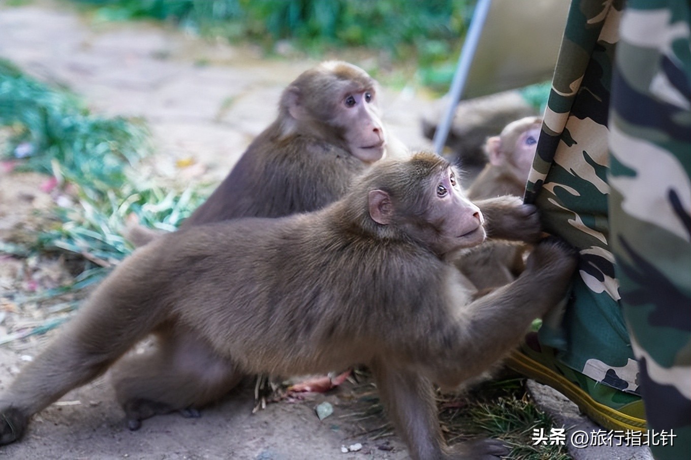 福建旅游攻略武夷山,福建武夷山旅游攻略一日游