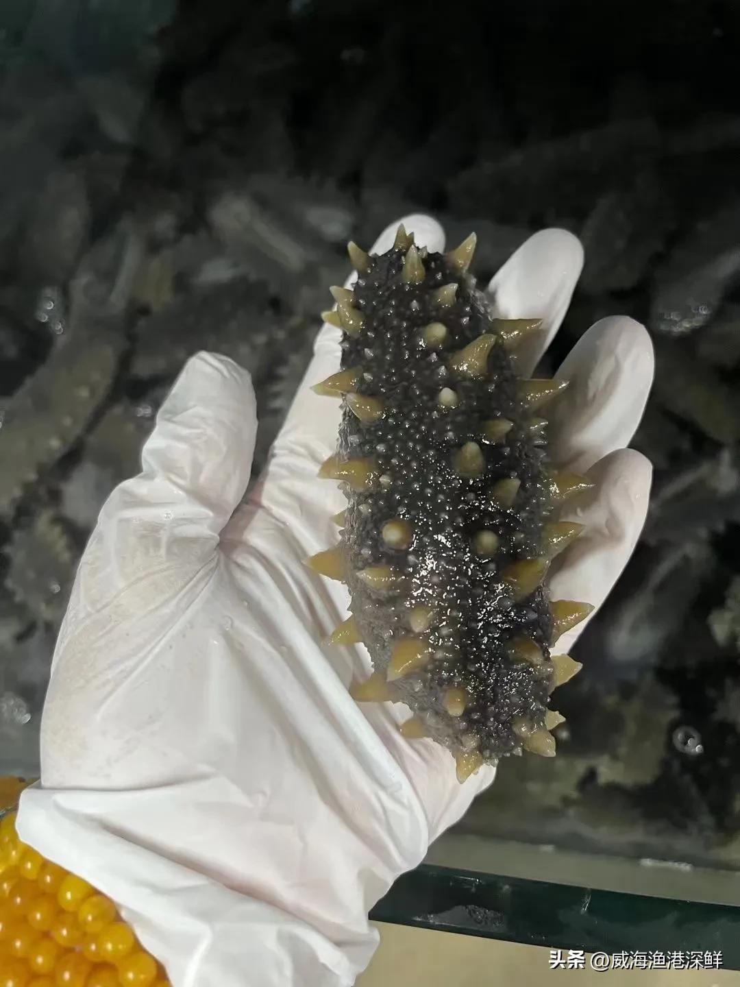 网上海参哪家卖得比较好,网上卖大连海参咋样