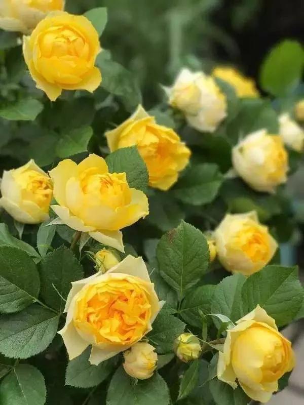 月季美图100张,妩媚动人的月季花图片