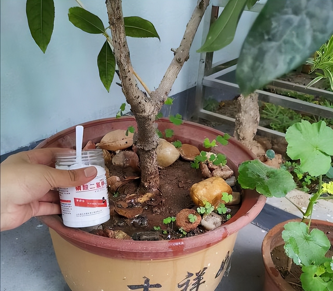 花多多2号和磷酸二氢钾有什么区别，老一辈：都是智商税，别用了