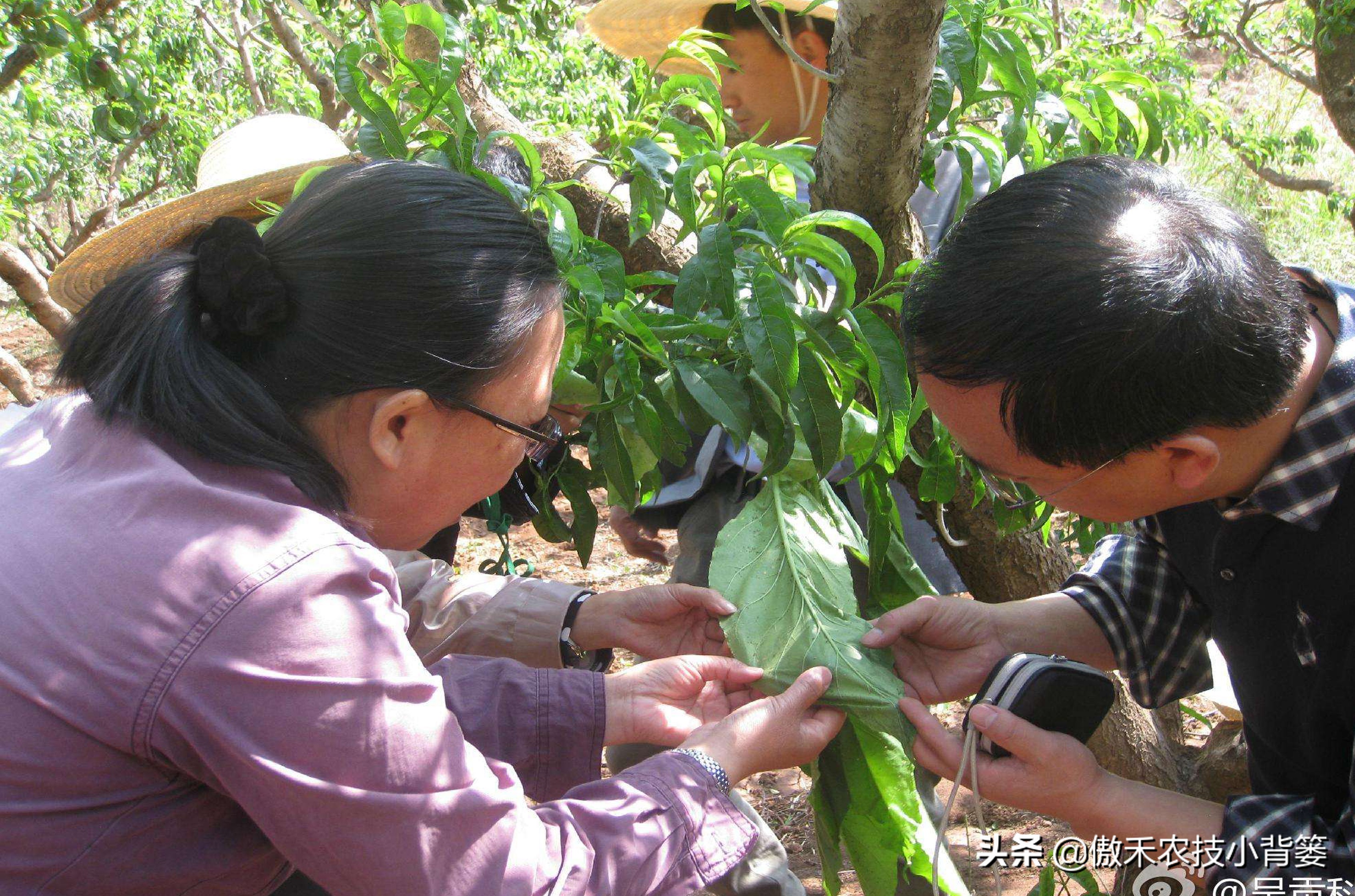 果树树干钻心虫用什么药效果好,芒果果树钻心虫用什么药最有效
