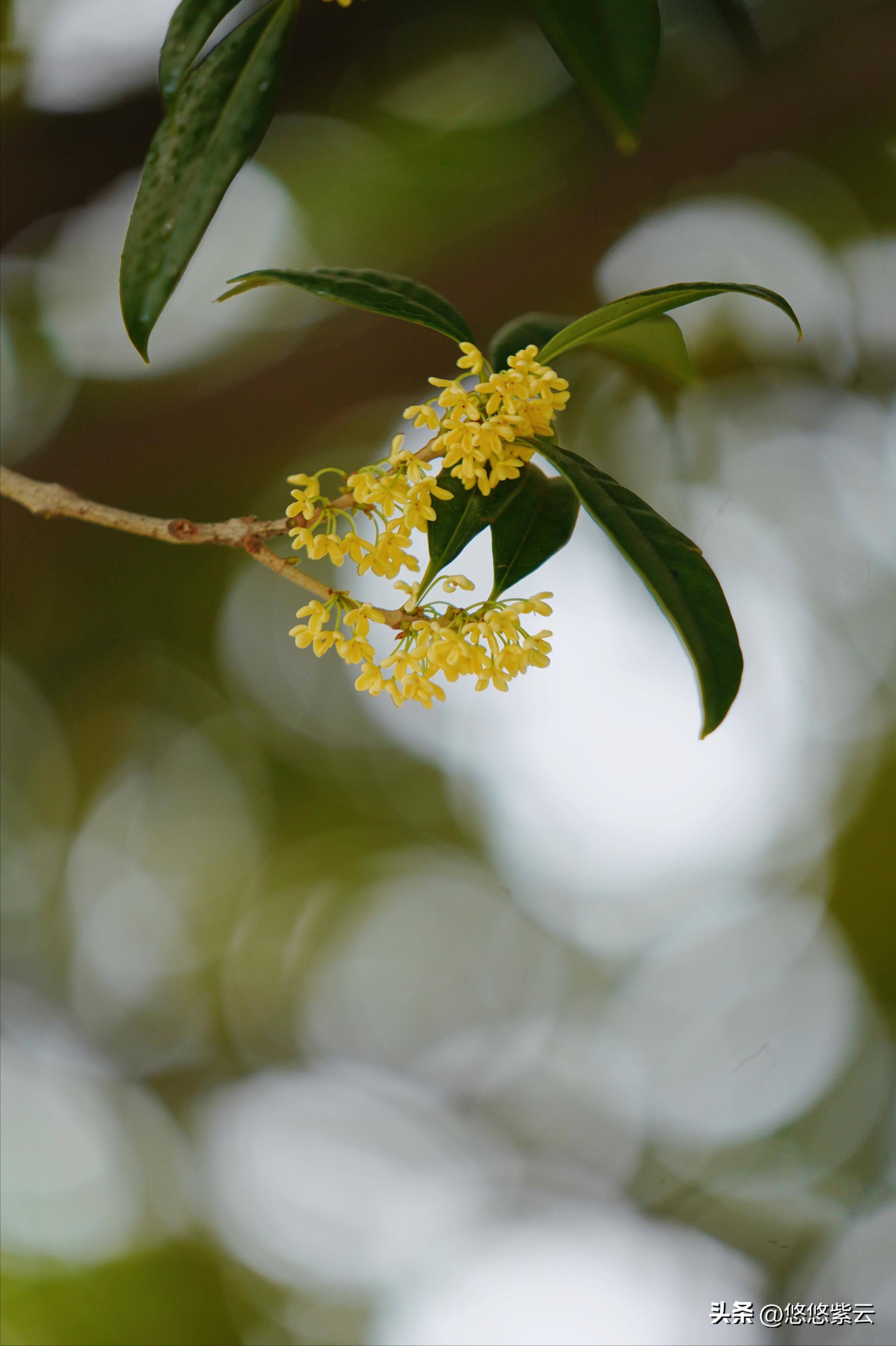 襄阳桂花,襄阳八月桂花遍地开