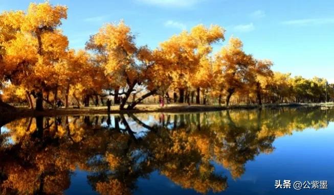 塞外凌寒日月长，大漠飞沙育胡杨，沙漠里不屈的灵魂---胡杨