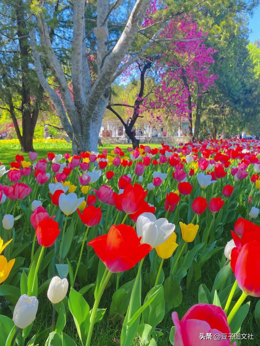 郁金香的花貌和郁金香的花语,各种颜色郁金香的花语是什么