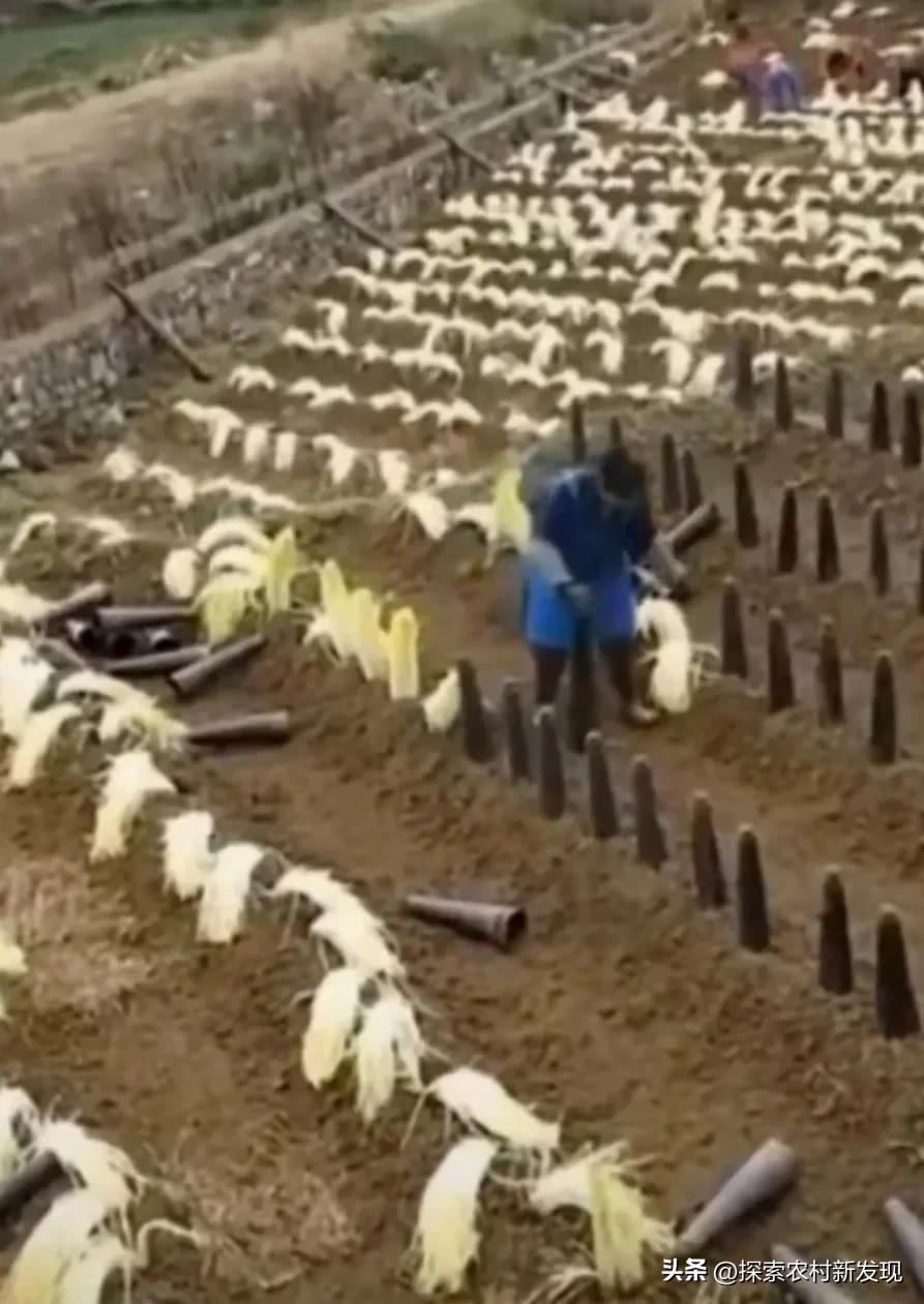 在农村种几亩韭菜有销路会怎么样,露天农田韭菜种植技术