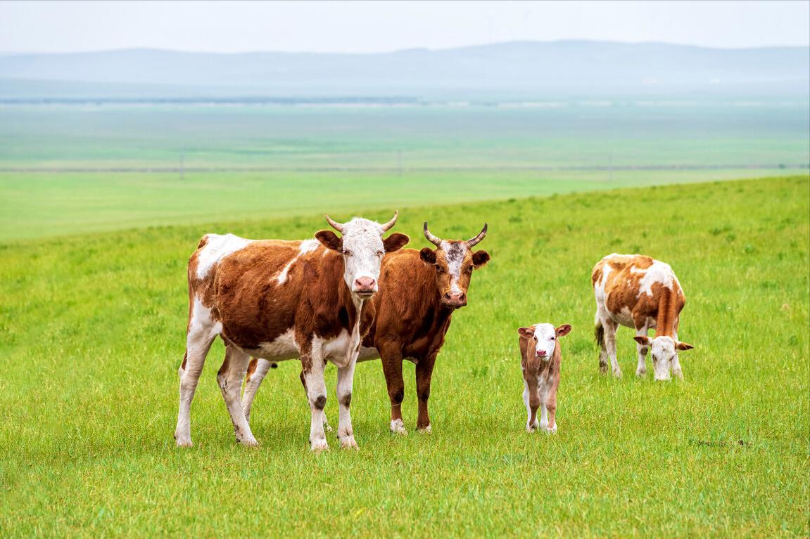 母牛产后益母草喂牛的正确方法,繁育母牛怎样喂青贮饲料