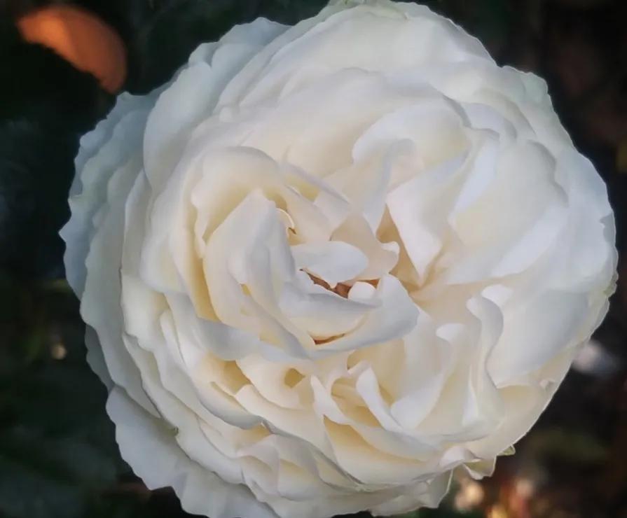 新品宝石腮红,奶白腮红渐变加钻