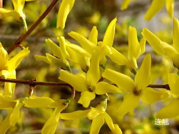 100种花草图片欣赏,50种花草图片大全