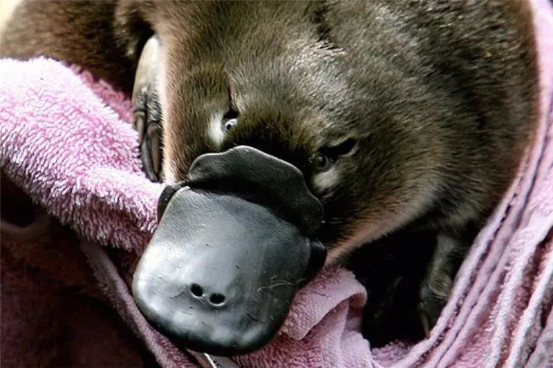 真实存在的动物稀奇古怪,十二生肖为什么只有龙是虚构动物