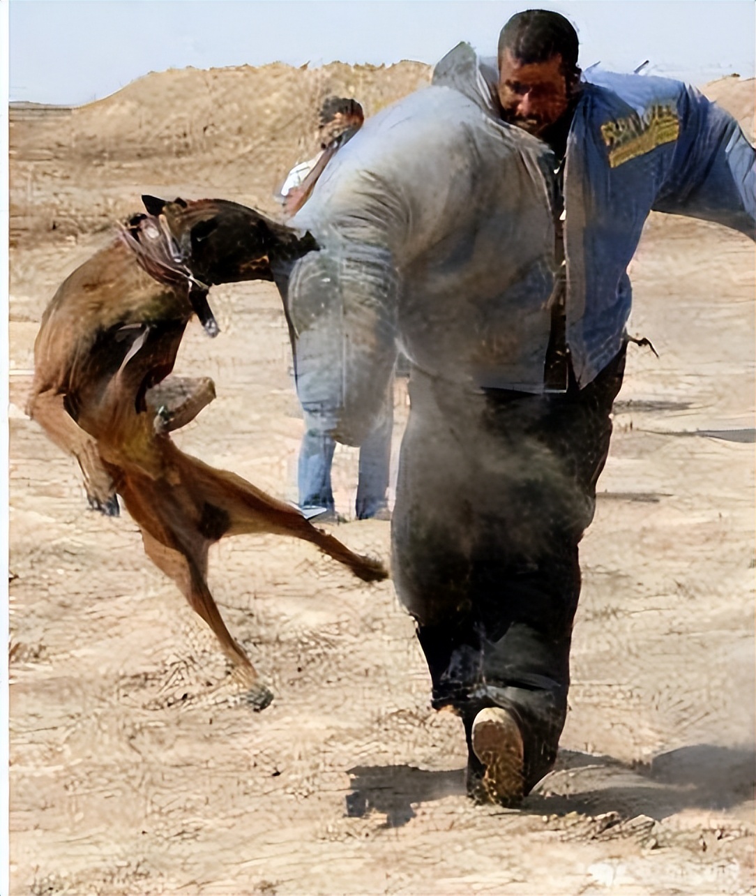 如何应对很凶的狗,遇到凶狗的正确方法