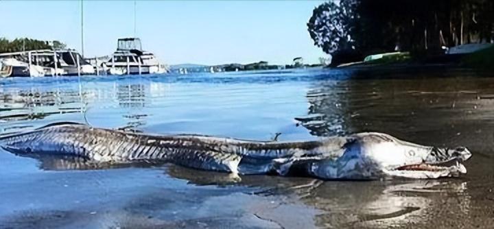 剑吻鲨科,剑吻鲨和深海霸主