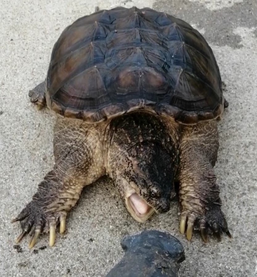 男子放生鳄龟事件,男子放生鳄鱼龟