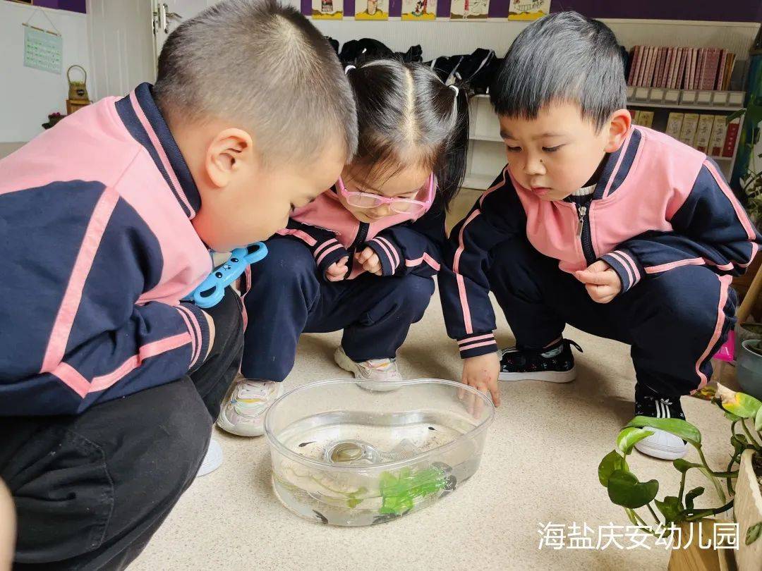 邂逅蝌蚪，感受生命的演变—诺亚舟海盐庆安幼儿园小一班