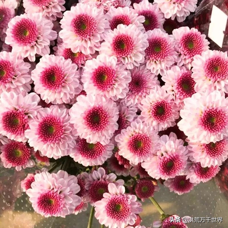 中国十大稀有珍贵菊花品种图片,一年四季开花的菊花有哪些品种