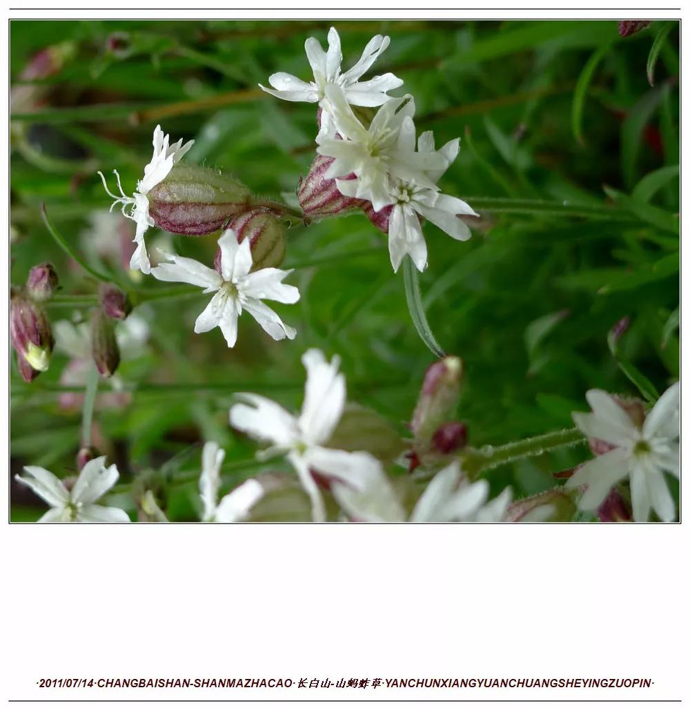 长白山蚂蚱草,第一次见奇怪的草