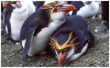 鸟类在分类学中统称为什么,鸟纲分类总表