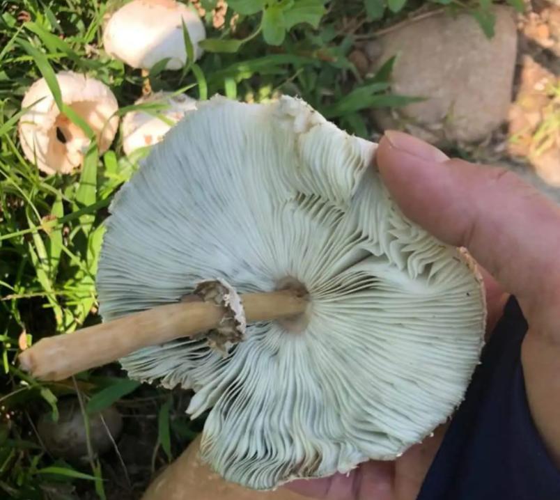 致死率95%，浙江一家四口误吃“铅绿褶菇”，会有什么后遗症