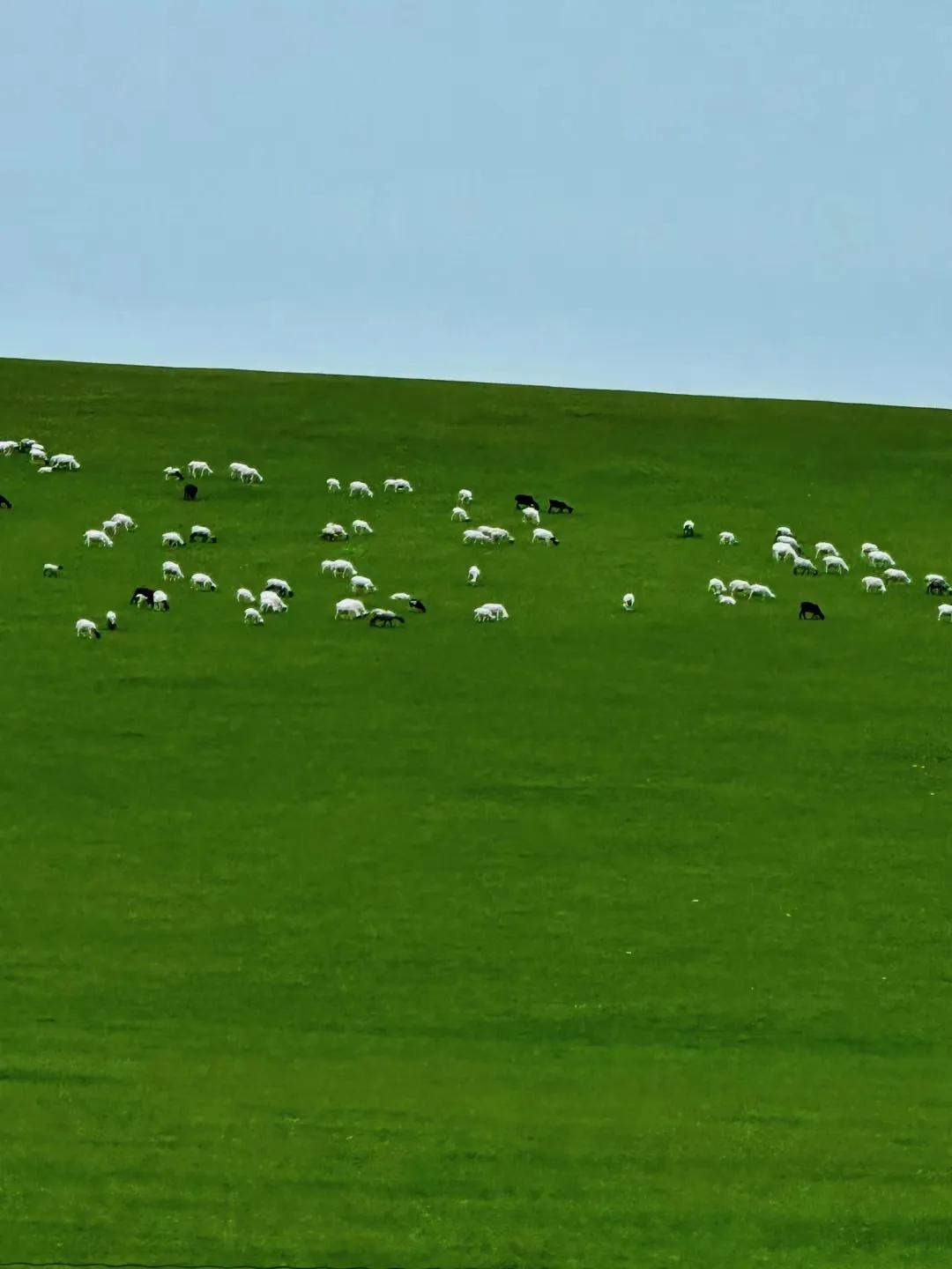 呼伦贝尔旅游攻略自驾游线路推荐,天津到呼伦贝尔自驾游攻略路线
