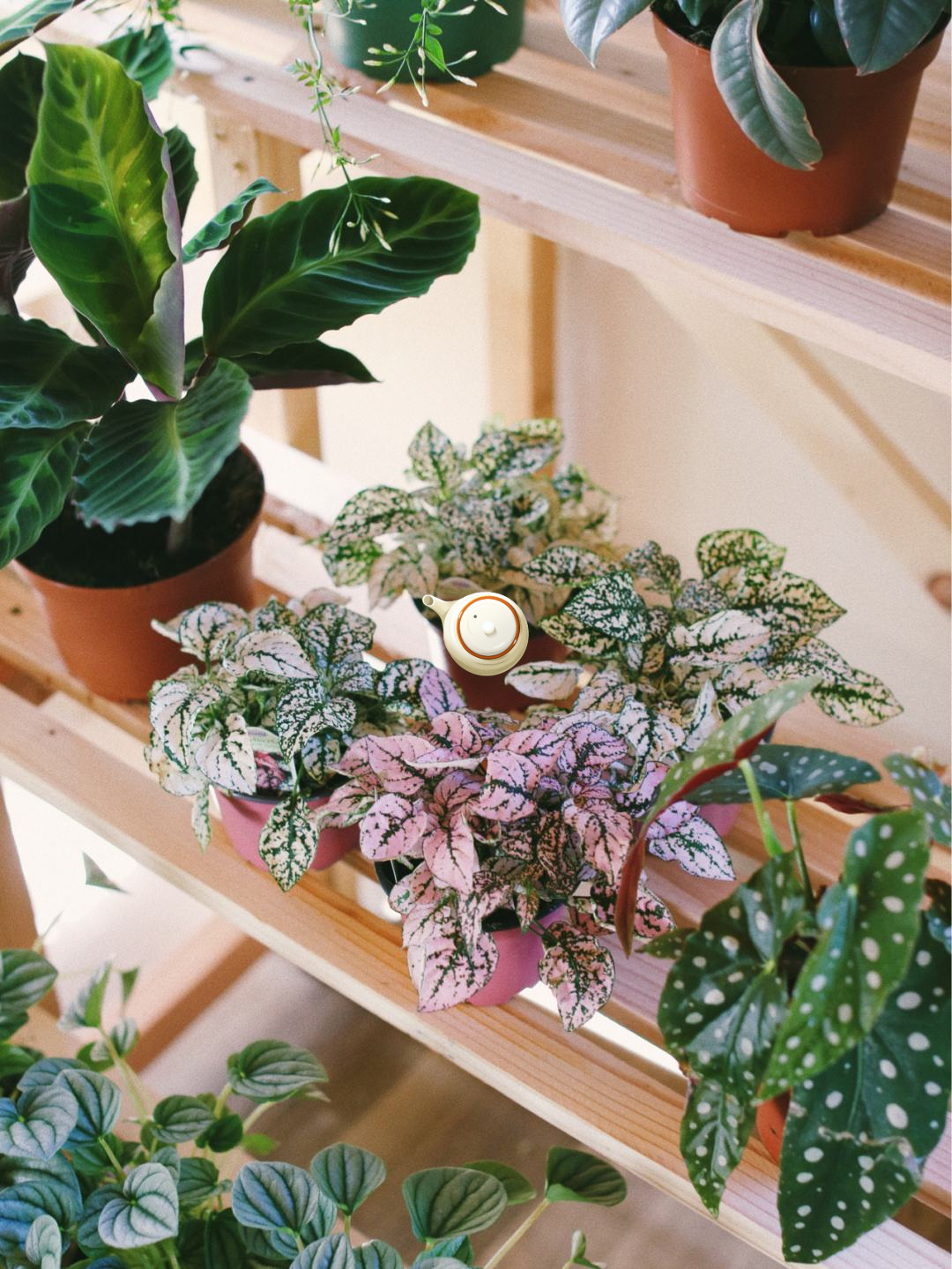 16种喜阴蔬菜,16种适合夏天养的花