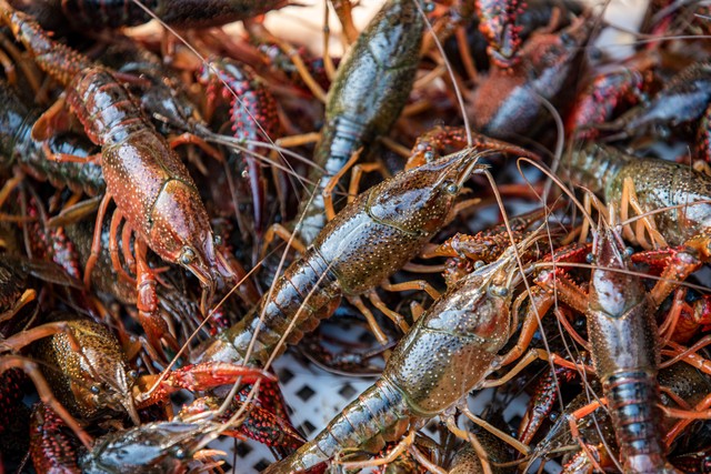泥鳅小龙虾养殖技术视频,小龙虾和泥鳅寄生虫谁多