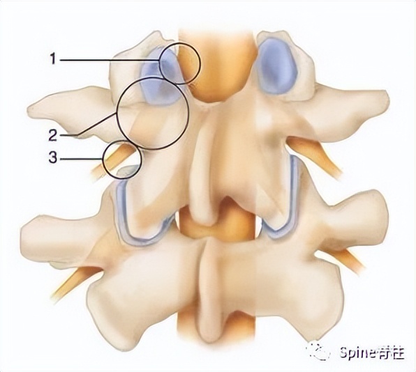 脊柱神经支配疼痛区域,脊柱神经支配的脏腑