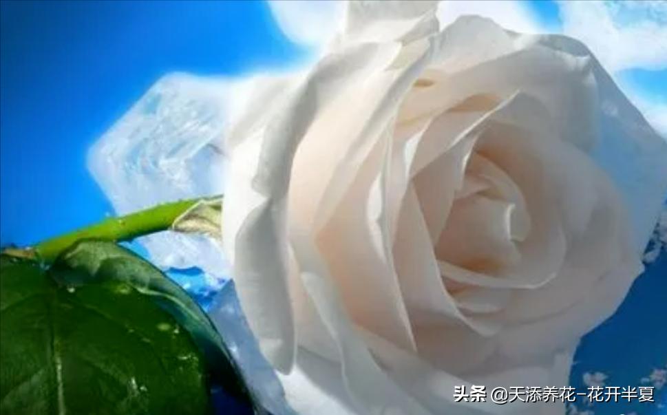 18朵粉色玫瑰花代表什么含义,5朵玫瑰花的寓意和花语是什么