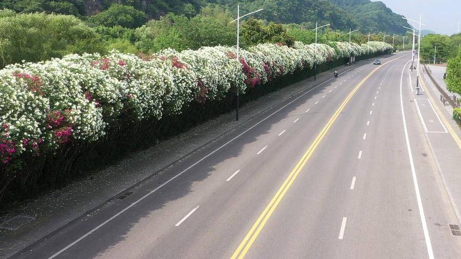 石楠那么臭为什么还要种,石楠味道很难闻