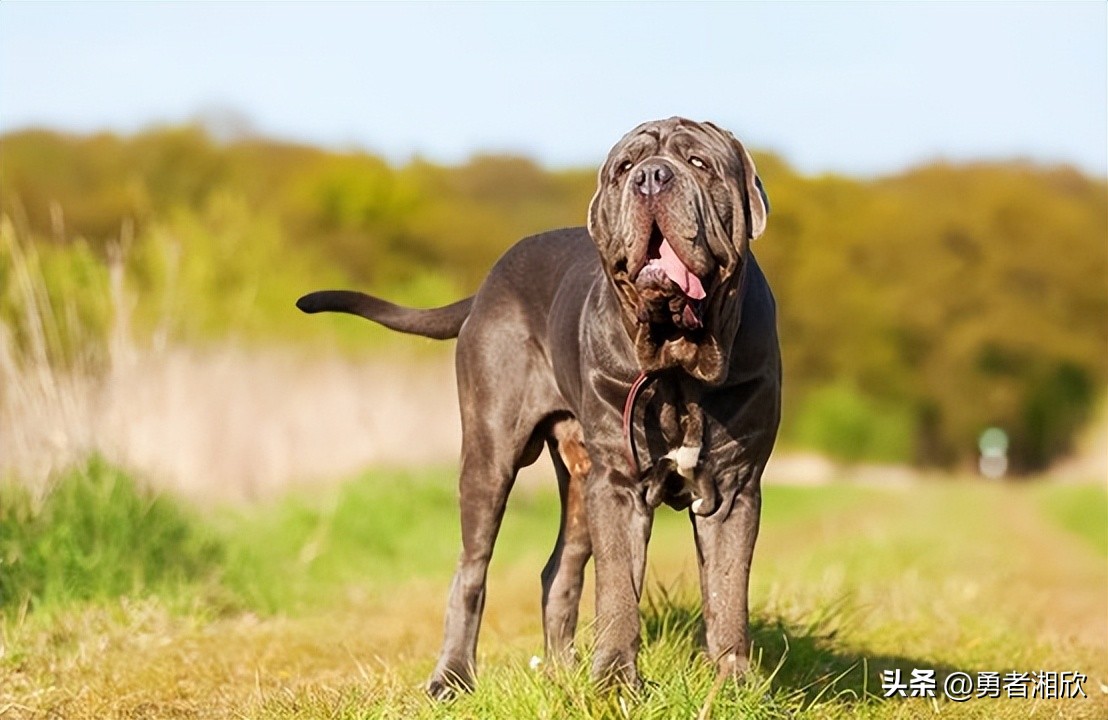世界最好看的小型宠物狗,各种各样的宠物狗介绍大全